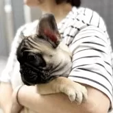 フレンチブルドッグ【福岡県・女の子・2025年8月22日・ブラックマスクフォーン】の写真3「横顔も美人さん❣️✨️」