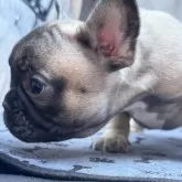 フレンチブルドッグ【福岡県・女の子・2025年8月22日・ブラックマスクフォーン】の写真4「横顔がとってもキュート💃💕✨」