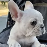 フレンチブルドッグ【福岡県・女の子・2025年8月22日・クリーム】の写真4「横顔もとっても素敵な美人さん❣️✨️」