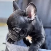 フレンチブルドッグ【福岡県・女の子・2025年8月22日・ブリンドル(ブラック)】の写真6「下を向きてる顔も美人さん❣️✨️」
