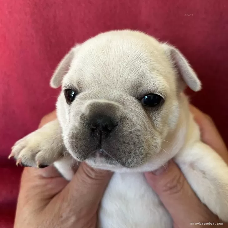 ID：2401-04429の子犬