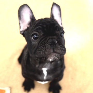 フレンチブルドッグ【福岡県・男の子・2023年12月6日・ブリンドル】の写真「黒豹の様な黒い毛並みとお目目クリクリのイケメン」