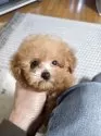ティーカッププードル【埼玉県・男の子・2025年9月30日・アプリコット】の写真10