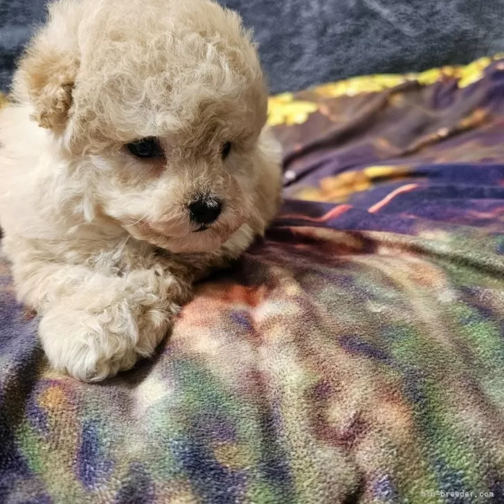 H.H 様のお迎えした子犬