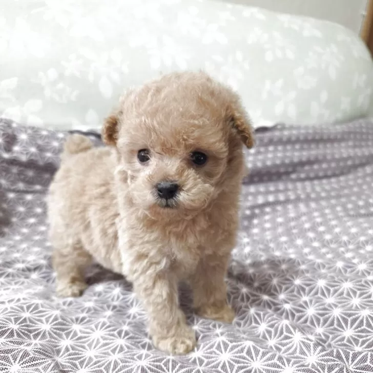 ID：2510-02010の子犬