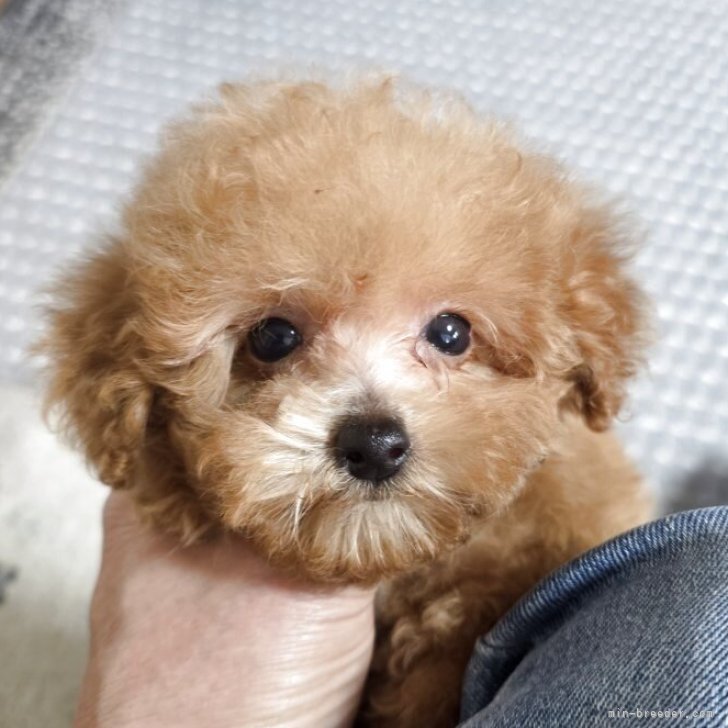 ブリーダー画像