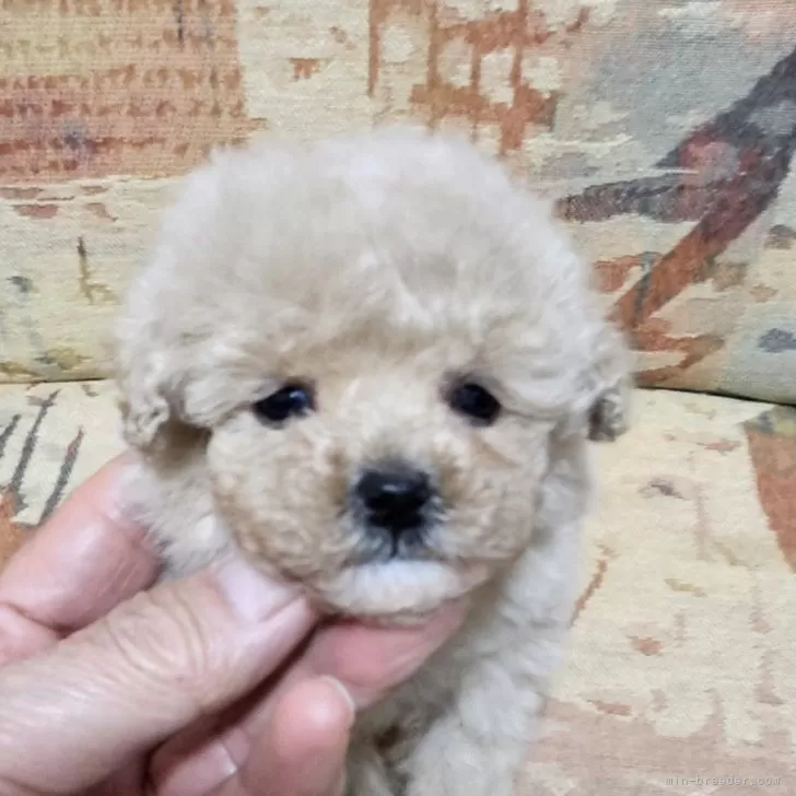 ID:2502-04466の子犬