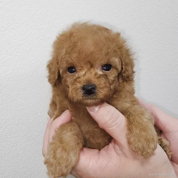 ID：2506-08361の子犬