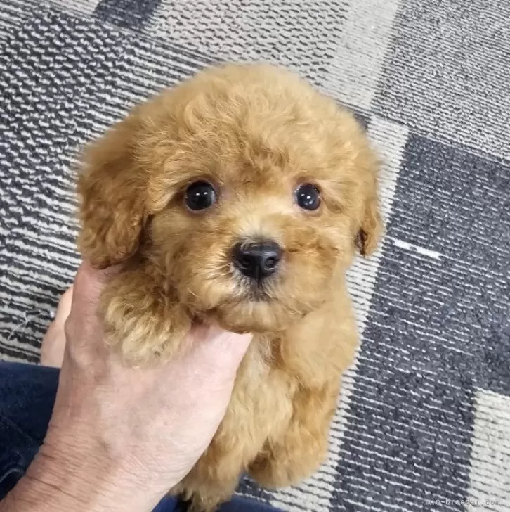 ID：2411-02723の子犬