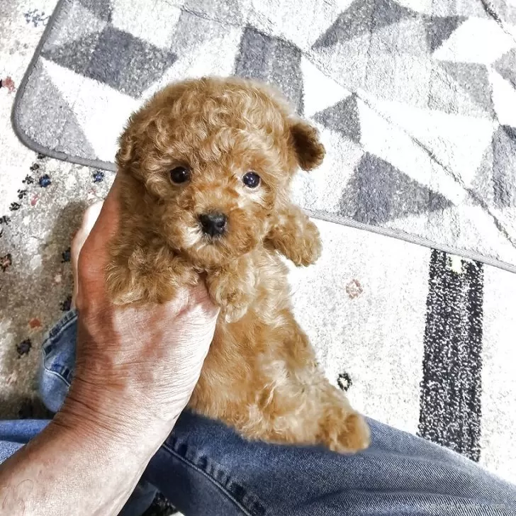 ID：2505-07559の子犬
