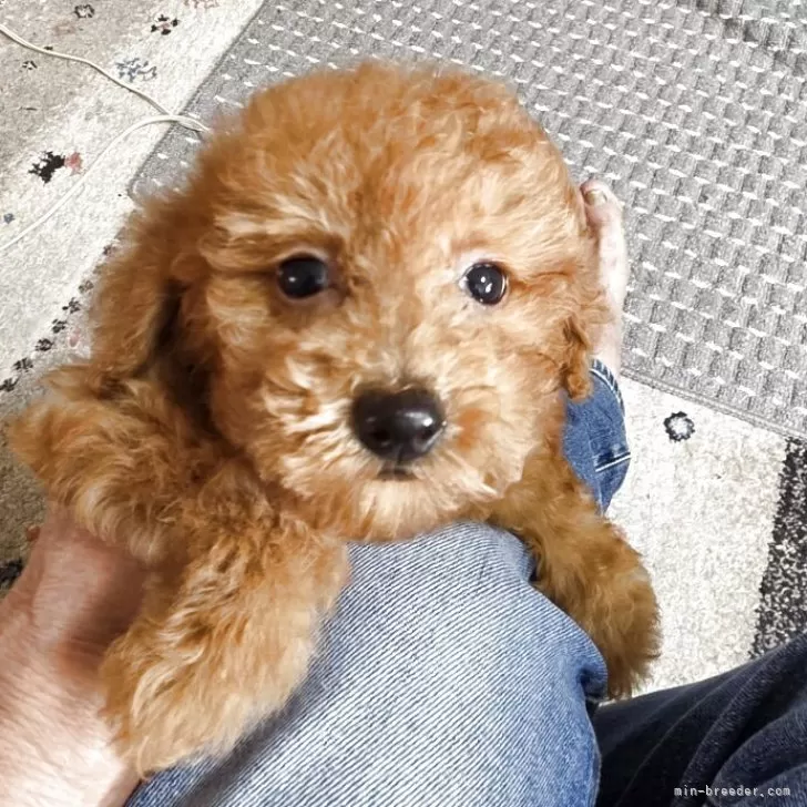 ID：2509-00588の子犬