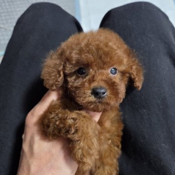 トイプードル(ティーカップ)【埼玉県・男の子・2025年8月10日・レッド】の写真「小さな可愛い男の子です」