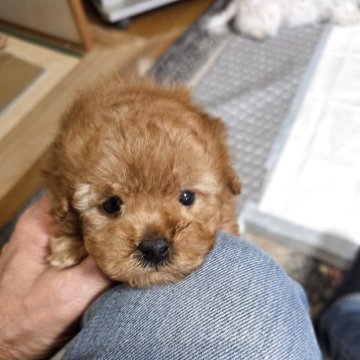 ティーカッププードル【埼玉県・女の子・2025年9月27日・レッド】の写真「小さな小さな手のひらサイズノカワイイ女の子です」