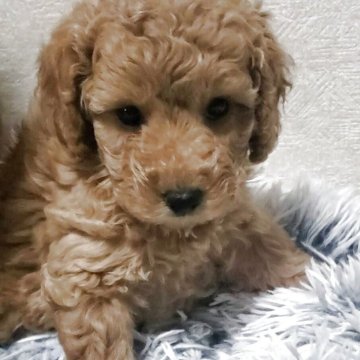 タイニープードル【埼玉県・女の子・2025年9月9日・レッド】の写真「静かなお目目クリクリの女の子です」