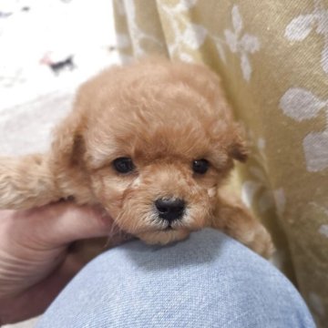 トイプードル(ティーカップ)【埼玉県・男の子・2025年7月31日・アプリコット】の写真「小さな小さな豆プードルです」
