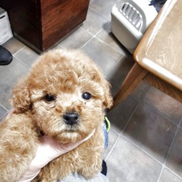 トイプードル(ティーカップ)【埼玉県・女の子・2025年3月22日・レッド】の写真「大人しい静かな可愛い小さな女の子です」