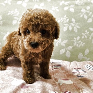 トイプードル(タイニー)【埼玉県・男の子・2025年3月14日・レッド】の写真「可愛い男の子です」