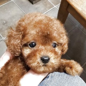 ティーカッププードル【埼玉県・男の子・2025年4月4日・レッド】の写真「小さな可愛い男の子です」