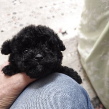 ティーカッププードル【埼玉県・男の子・2025年10月15日・ブラック】の写真「小さな可愛い男の子です」