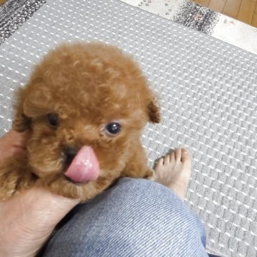 ティーカッププードル【埼玉県・男の子・2025年8月22日・レッド】の写真「小さな小さな可愛い男の子です」