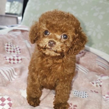 トイプードル(タイニー)【埼玉県・女の子・2025年3月7日・レッド】の写真「大人しい静かな可愛い女の子です」