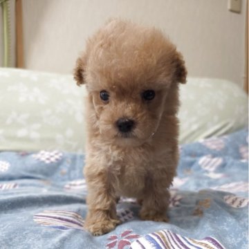 トイプードル(ティーカップ)【埼玉県・男の子・2025年8月13日・クリーム】の写真「極小の可愛い男の子です」