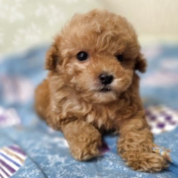 トイプードル(ティーカップ)【埼玉県・女の子・2025年10月13日・アプリコット】の写真「甘えん坊でお茶目な小さな可愛い女の子です」