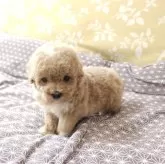 ティーカッププードル