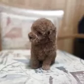 ティーカッププードル