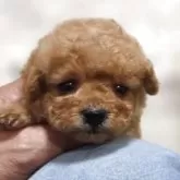 ティーカッププードル