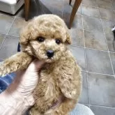 ティーカッププードル