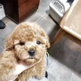 ティーカッププードル