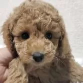 タイニープードル