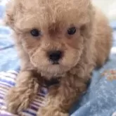 ティーカッププードル