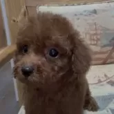 ティーカッププードル