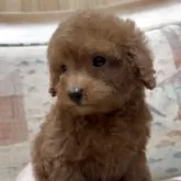 ティーカッププードル