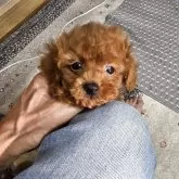 ティーカッププードル
