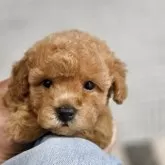 ティーカッププードル