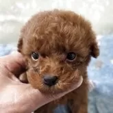 ティーカッププードル