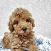 トイプードル(トイ)