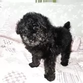 タイニープードル