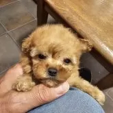 ティーカッププードル