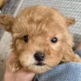 ティーカッププードル【埼玉県・女の子・2025年10月13日・アプリコット】の写真2