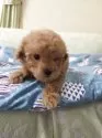 ティーカッププードル【埼玉県・女の子・2025年10月13日・アプリコット】の写真3