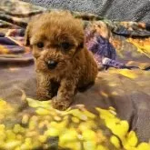 ティーカッププードル【埼玉県・女の子・2024年11月21日・レッド】の写真3