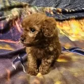 ティーカッププードル【埼玉県・女の子・2024年11月21日・レッド】の写真4