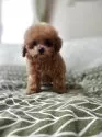 ティーカッププードル【埼玉県・男の子・2025年9月30日・アプリコット】の写真4