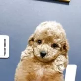 ティーカッププードル【埼玉県・男の子・2025年9月25日・レッド】の写真6