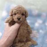 ティーカッププードル【埼玉県・男の子・2025年10月11日・レッド】の写真6