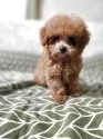ティーカッププードル【埼玉県・男の子・2025年9月30日・アプリコット】の写真7